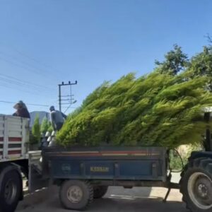 Cupressus macrocarpa Goldcrest Limon Servi